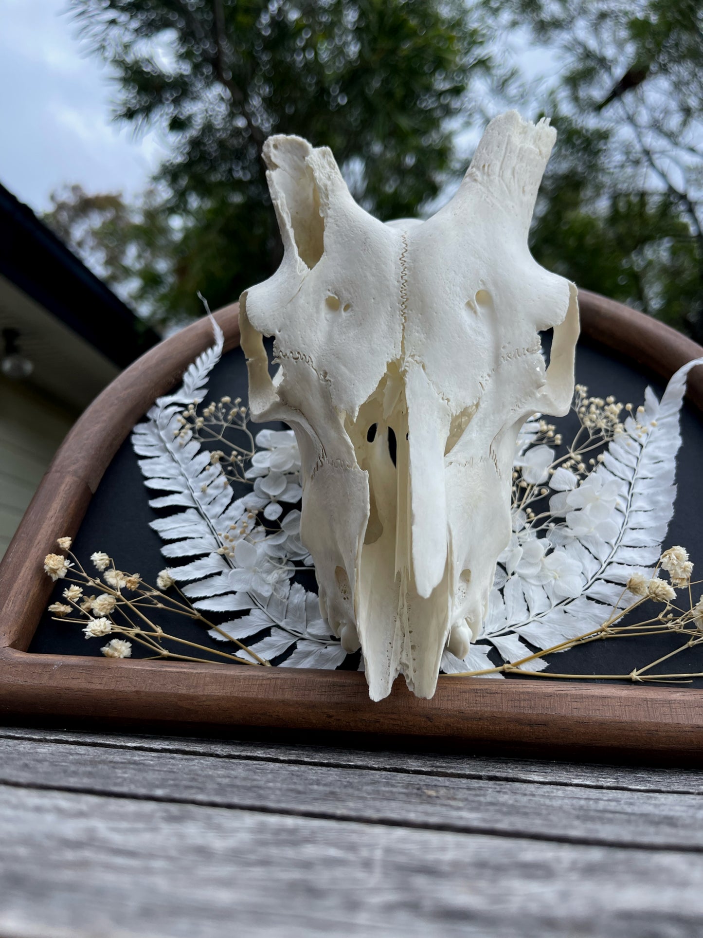 ‘Silver Lining’ Goat Skull Frame