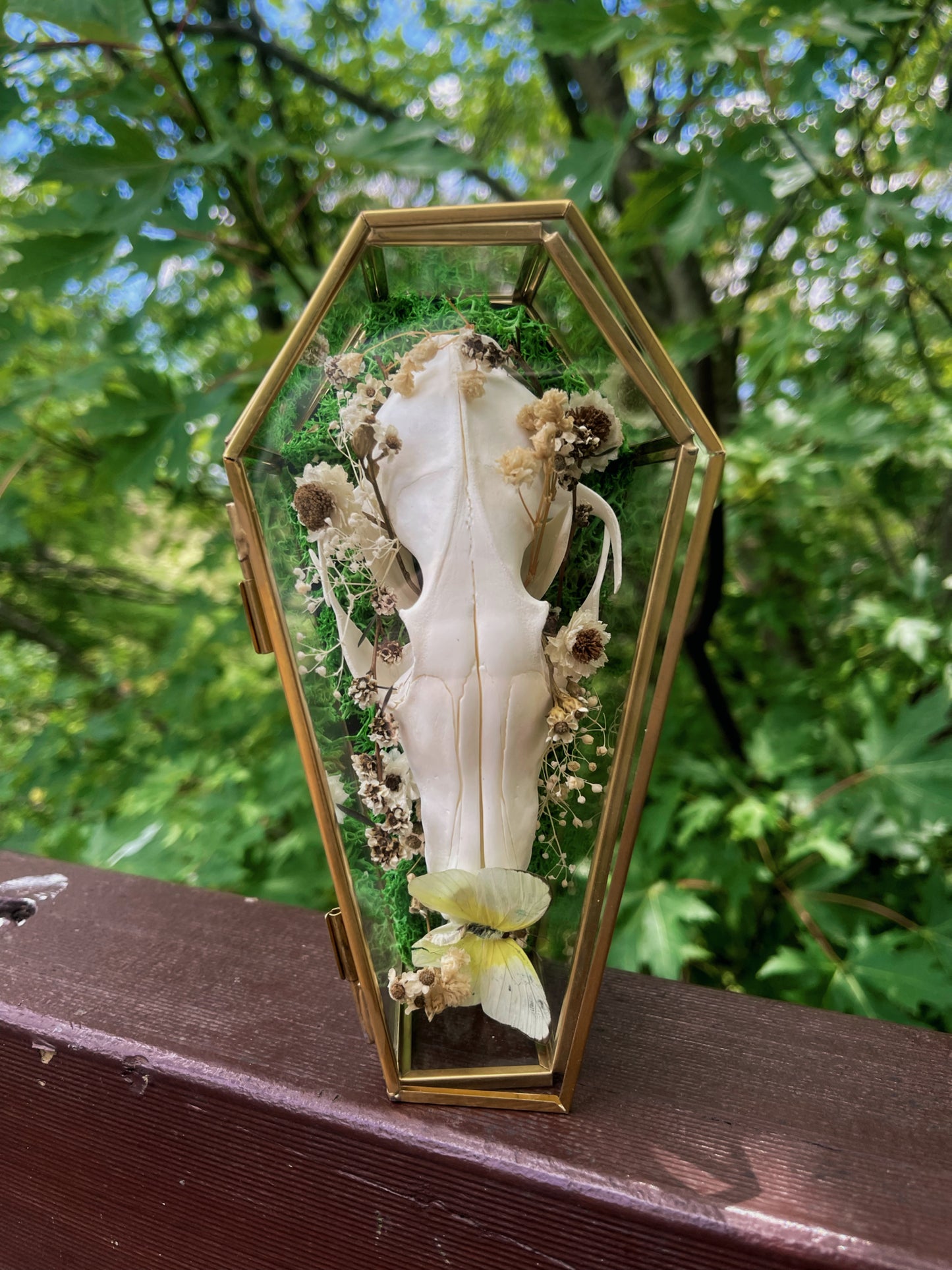 ‘Glimmers’ fox skull in glass coffin