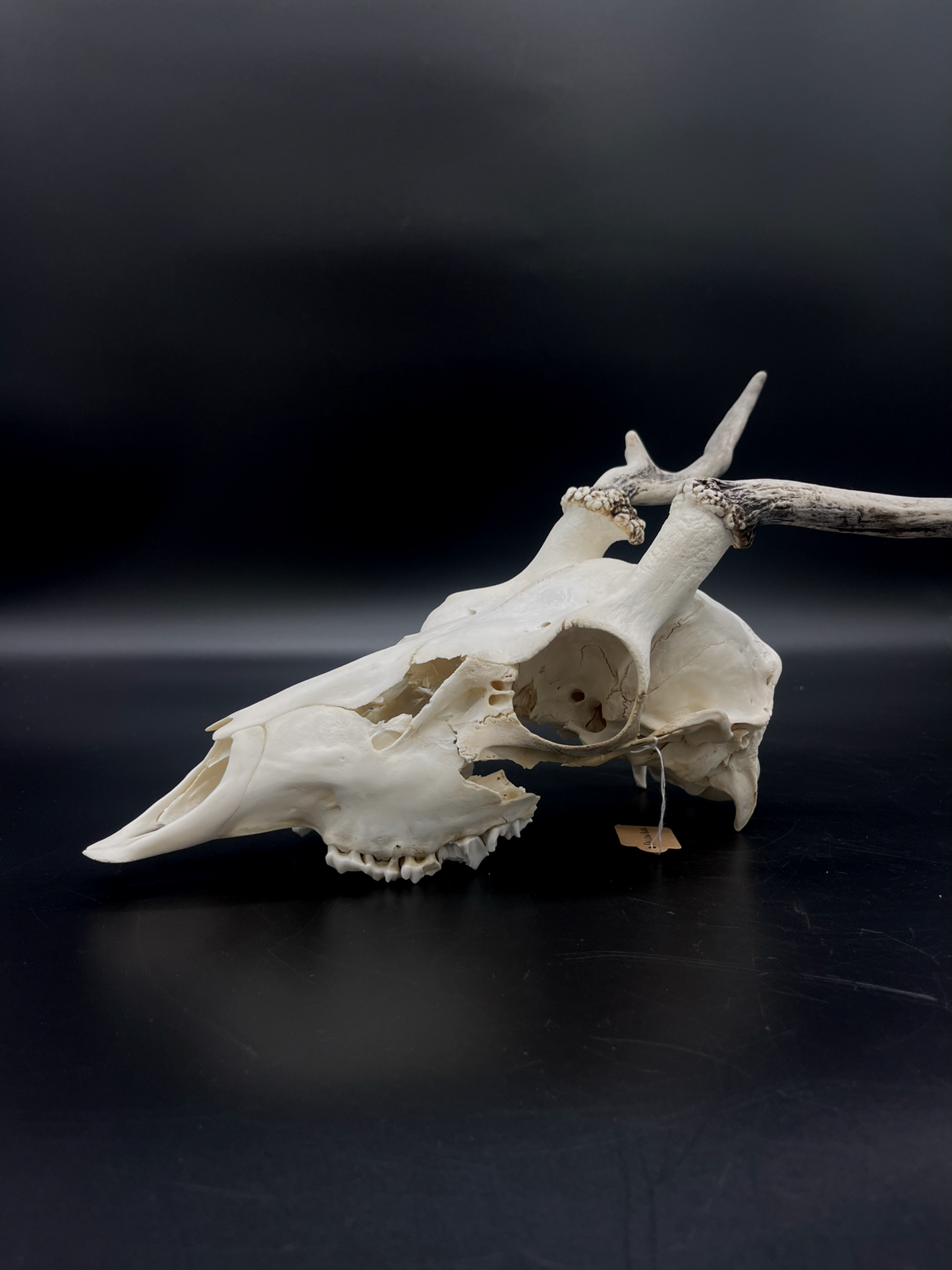 Craft Grade Fallow Buck Spiker Skull