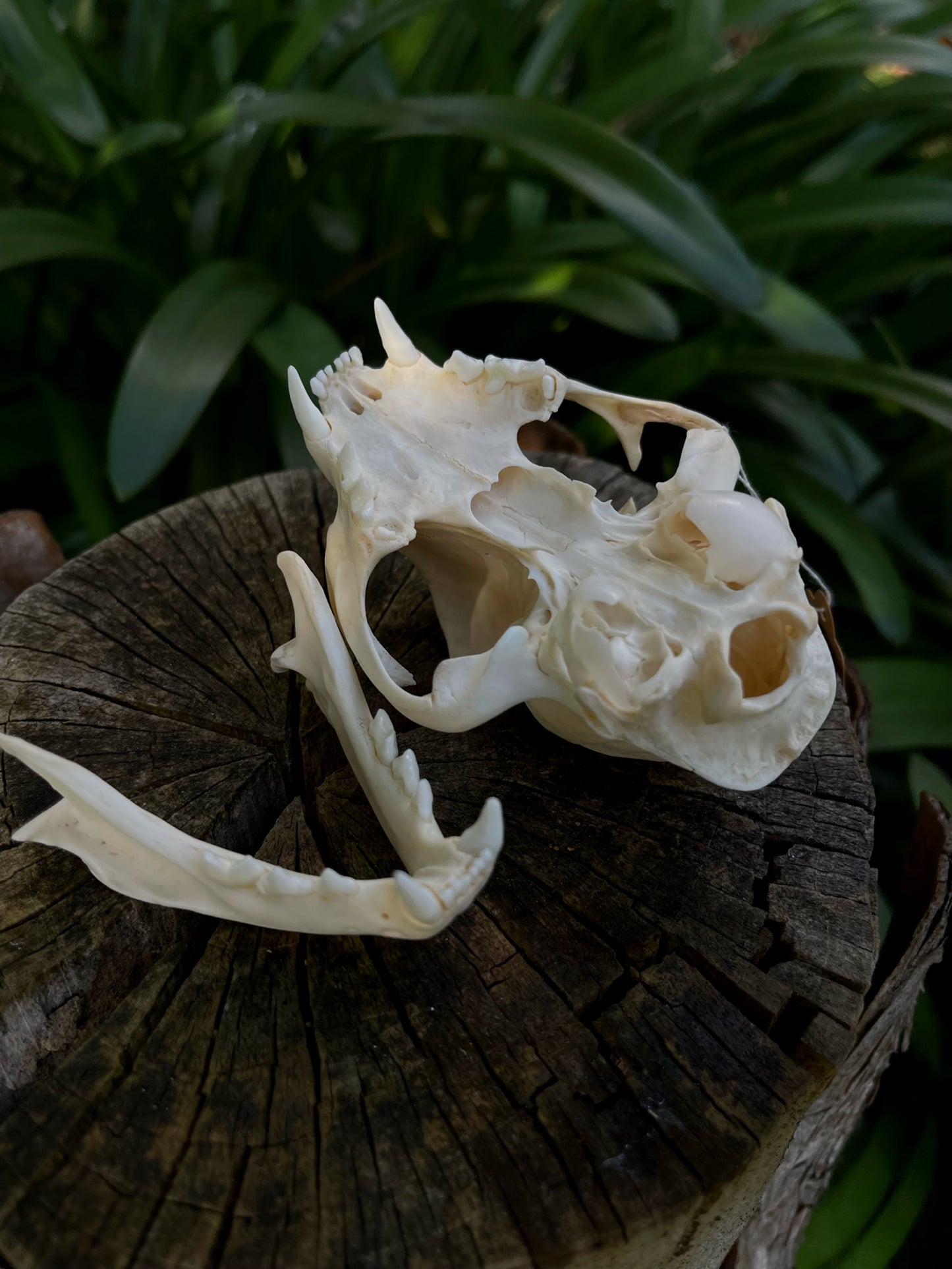 XL Feral Cat skull (B-Grade)