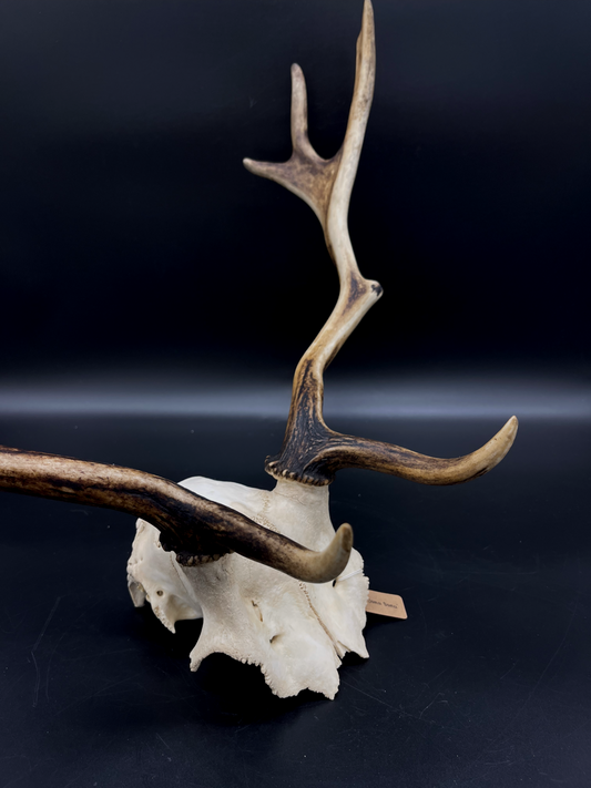 B Grade Fallow Buck Skull Cap