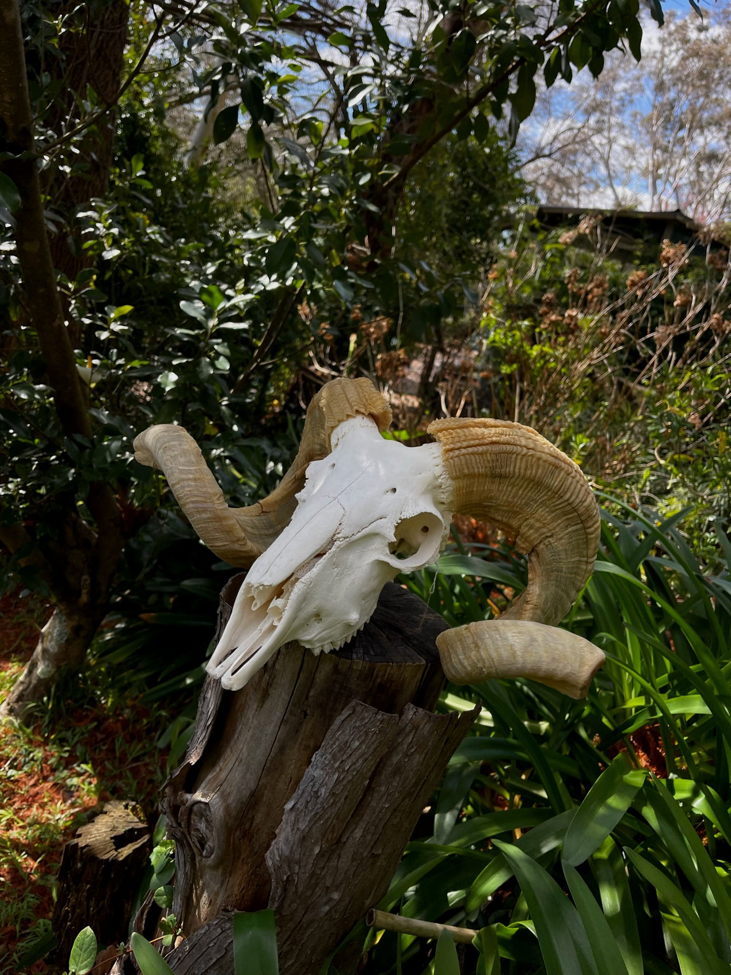 Australian Merino Ram Skull