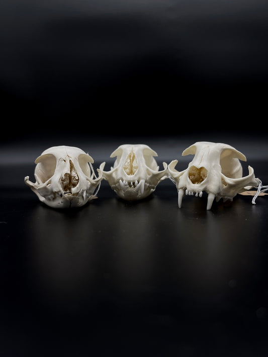 Craft Grade Feral Cat Skull