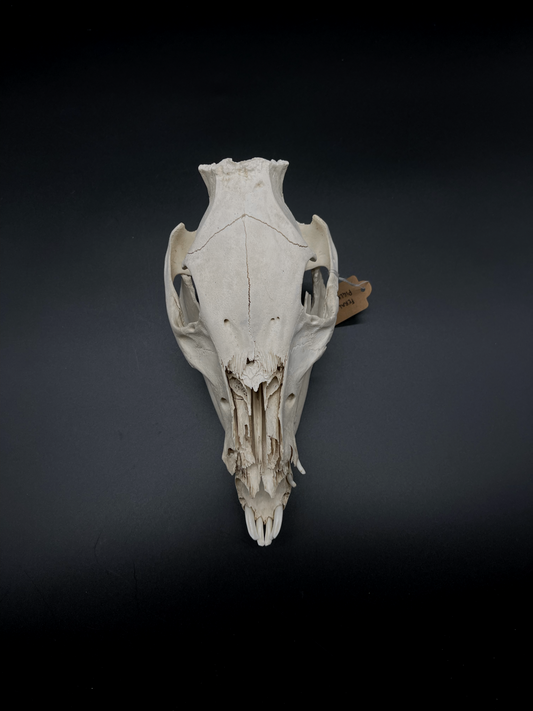 Feral Piglet Skull with Mandibles (CRAFT GRADE)
