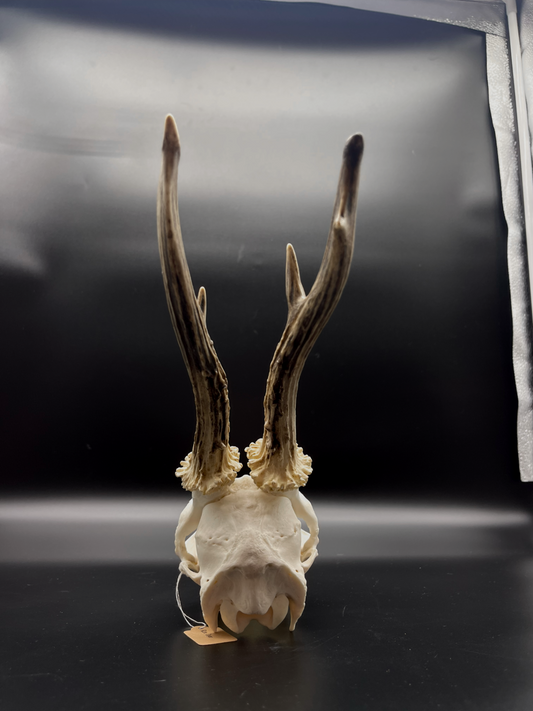 A- Grade Roe Buck Skull (Poland)