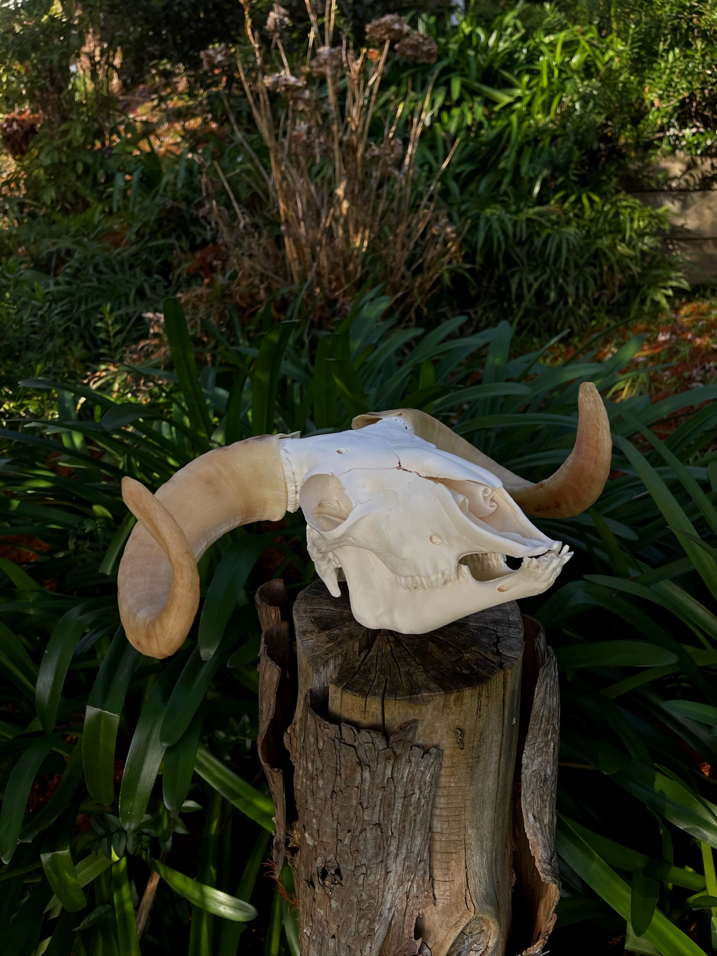 A+ Grade Juvenile Dorset Horned Ram