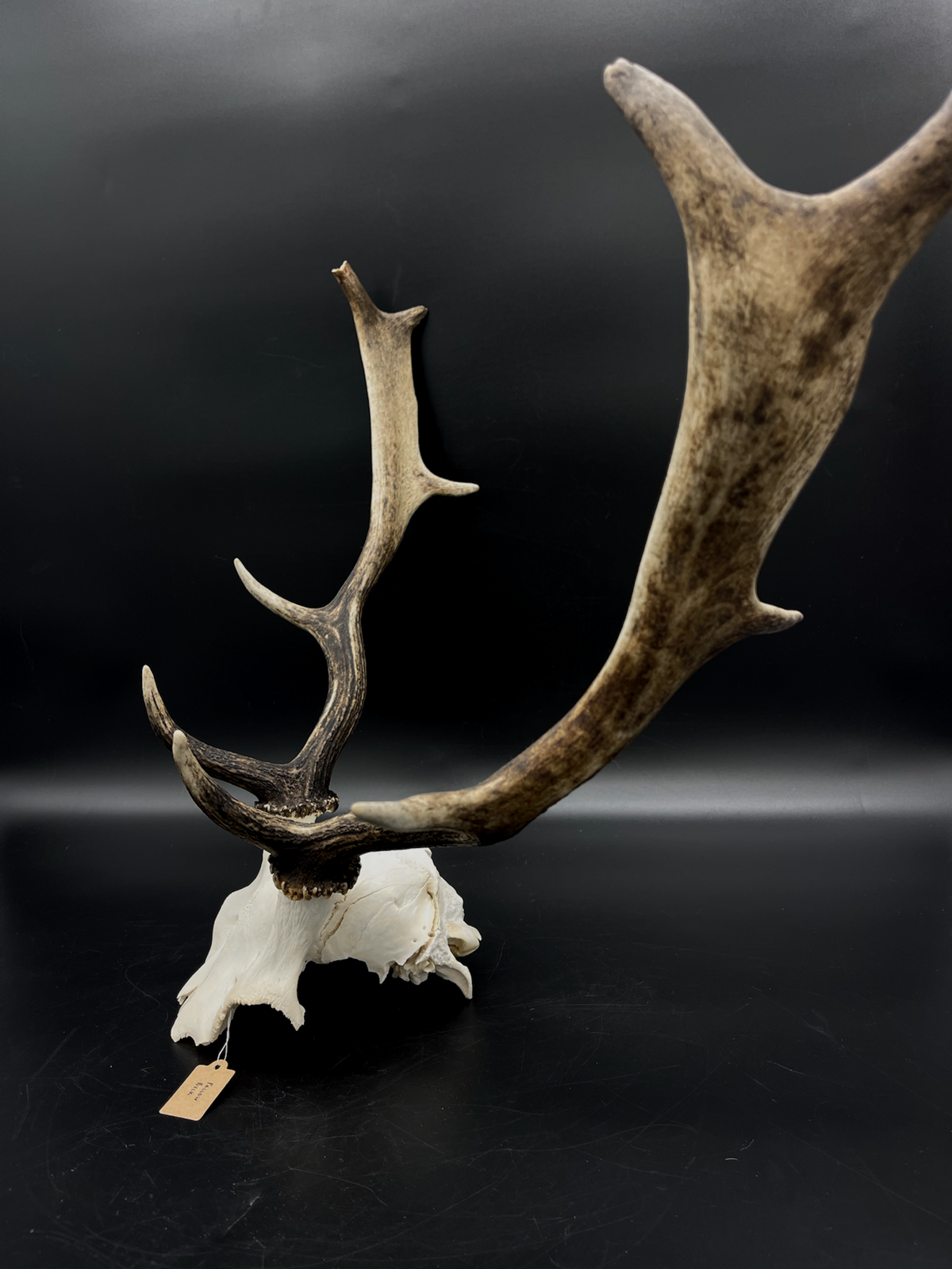 Craft Grade Fallow Buck Skull Cap / Antlers