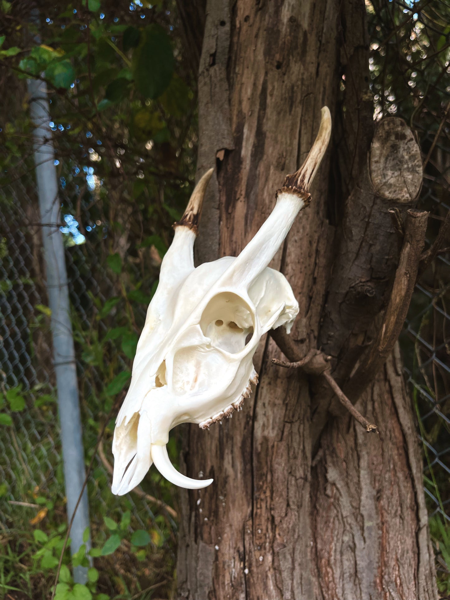 Reeves' muntjac skull (Muntiacus reevesi)