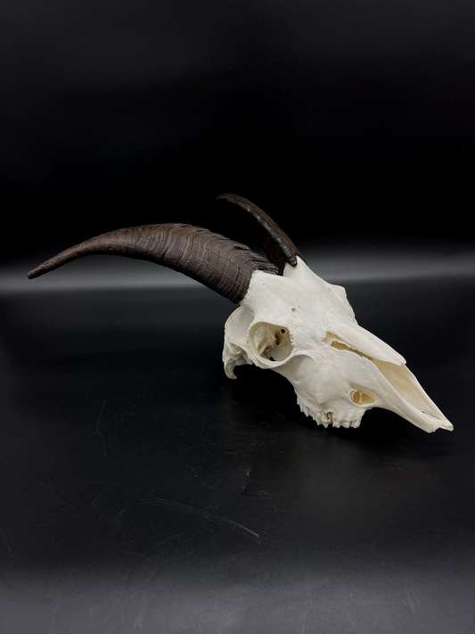 B Grade Nanny Goat Skull
