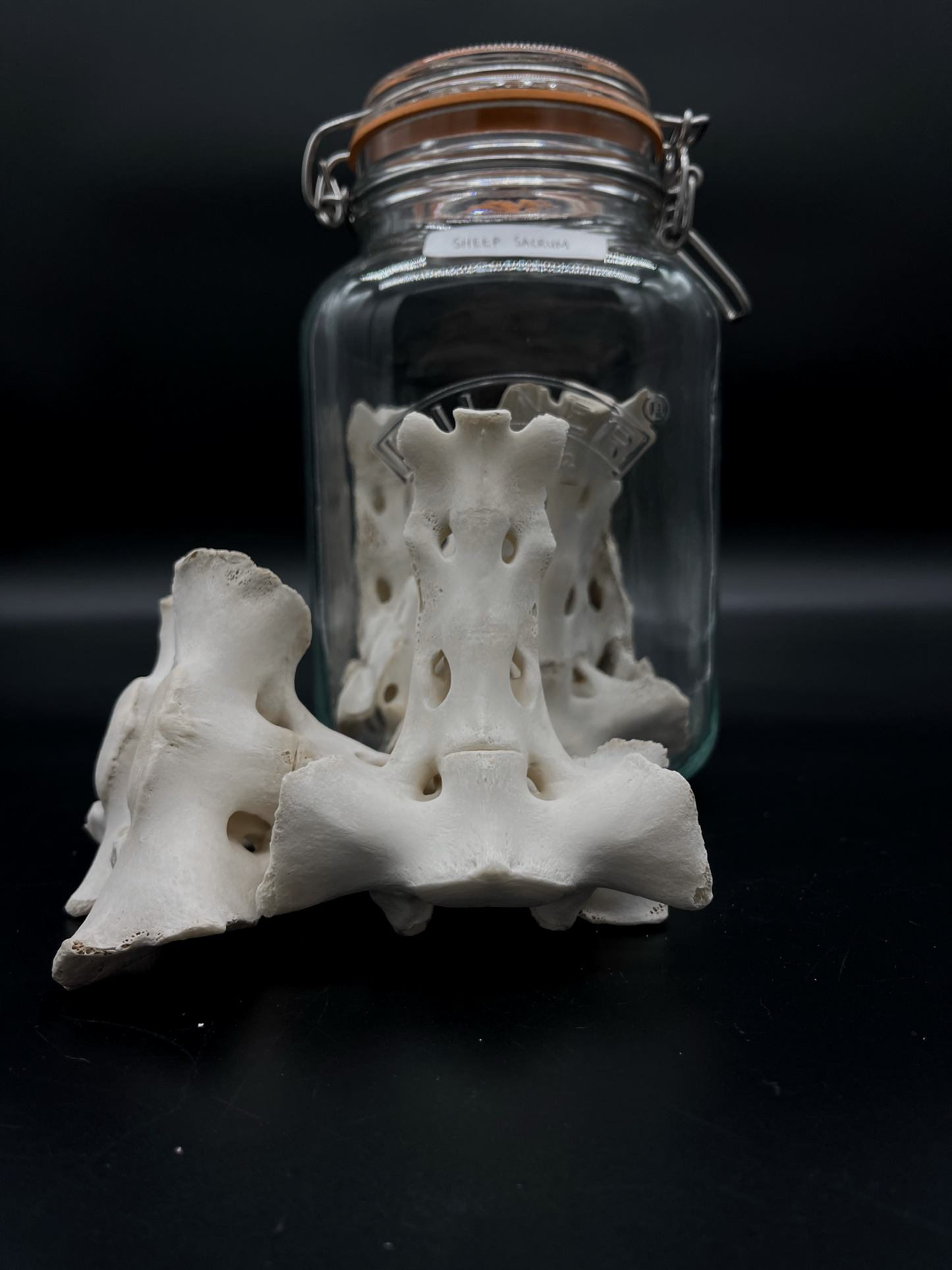 Sheep Sacrum