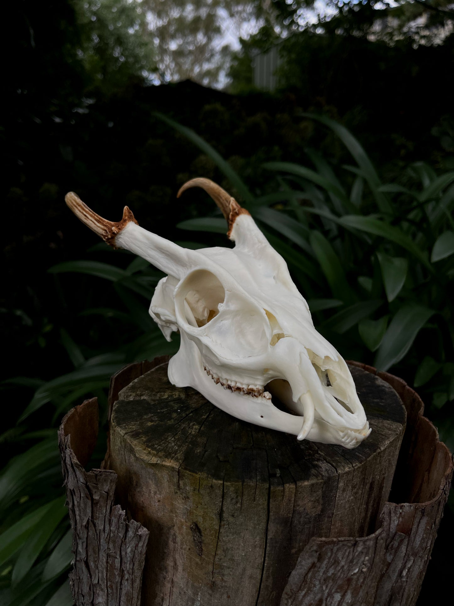 Reeves’s Muntjac Skull (UK)