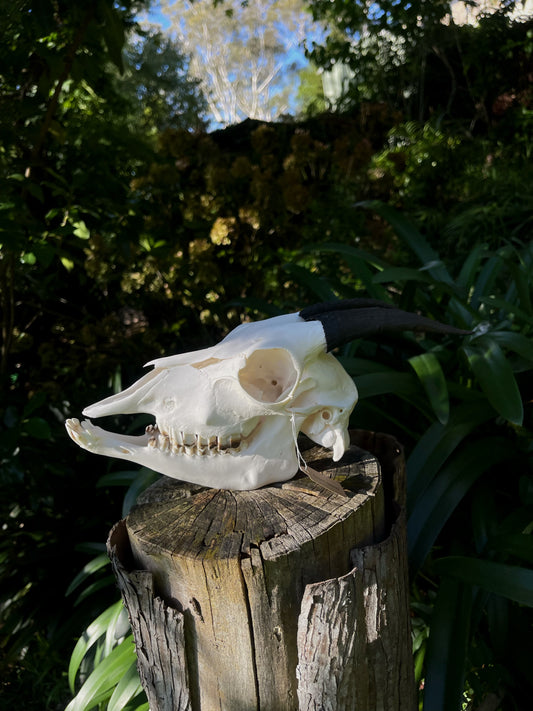 Goat Skull (B Grade)