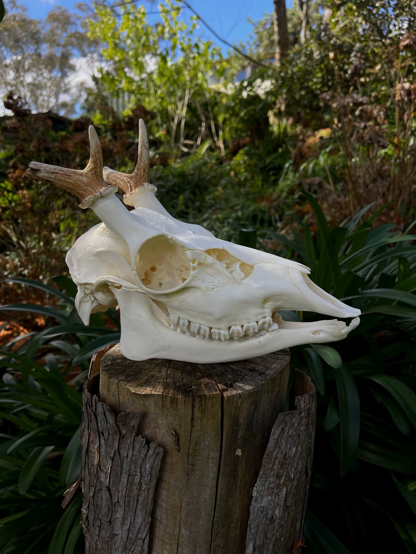 Fallow Buck Spiker