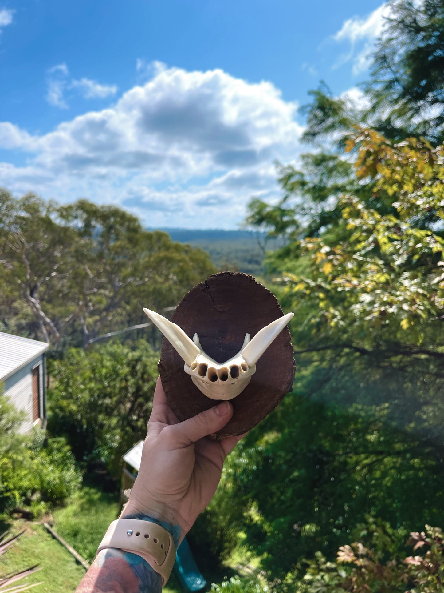 Mounted wild boar tusks