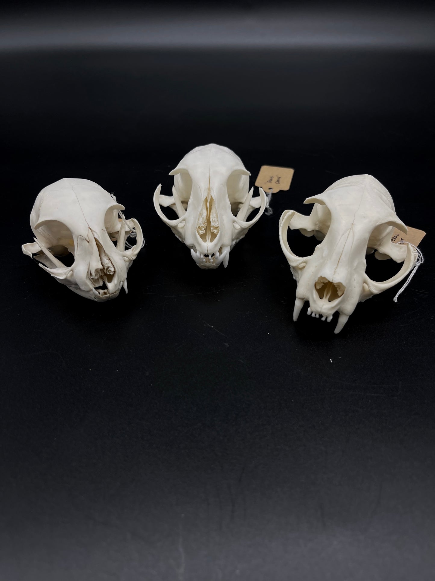Craft Grade Feral Cat Skull