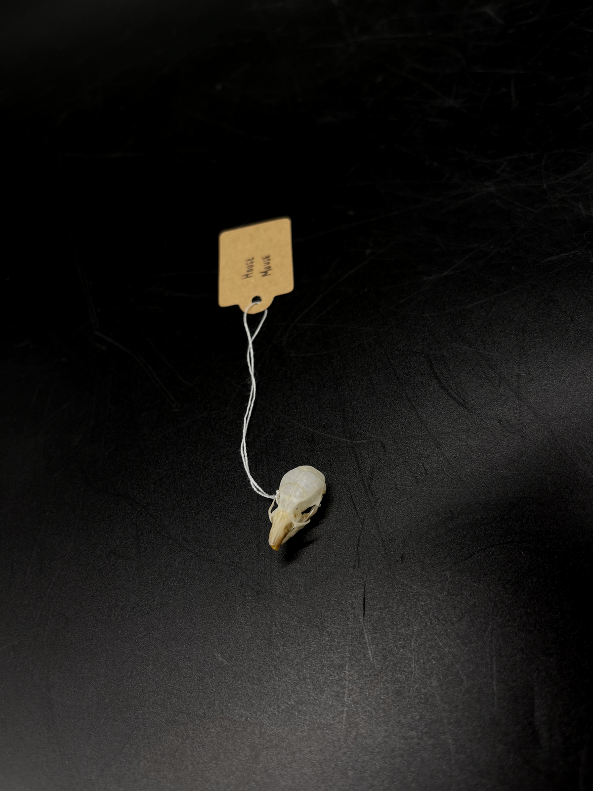 B Grade House Mouse Skull