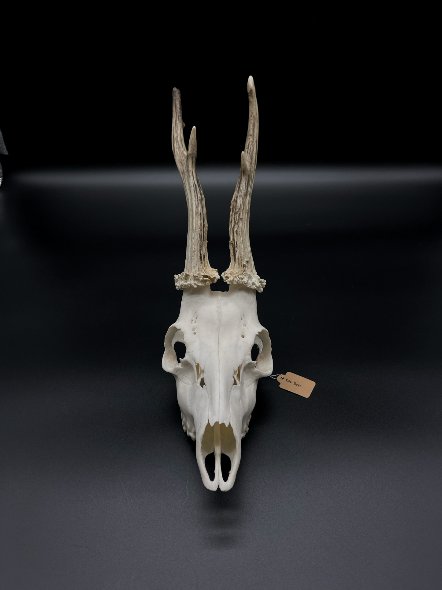 Roe Buck Skull (Poland)