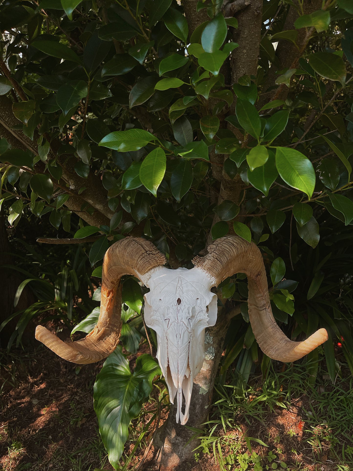 Geometric Ram Skull Carving