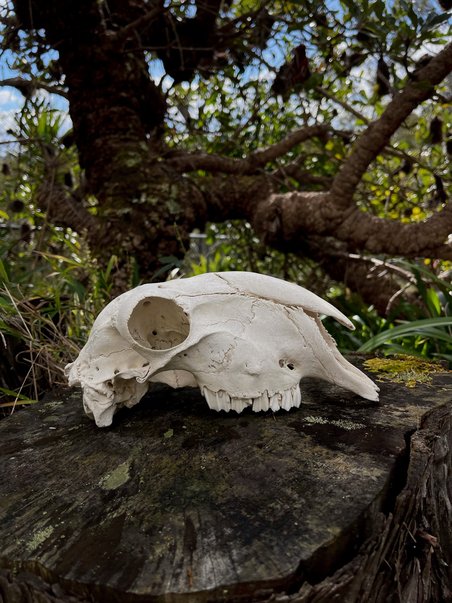 Border Leicester Stud Ram Skull #2