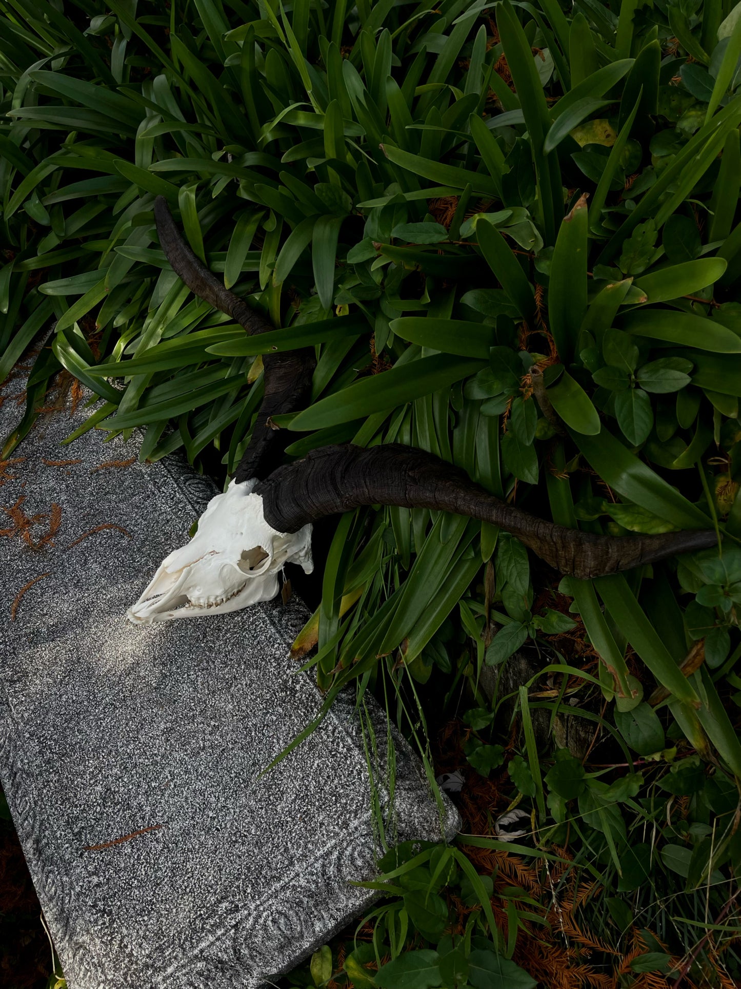 34” Billy Goat Skull/ Euro mount (MANDIBLES INCLUDED)