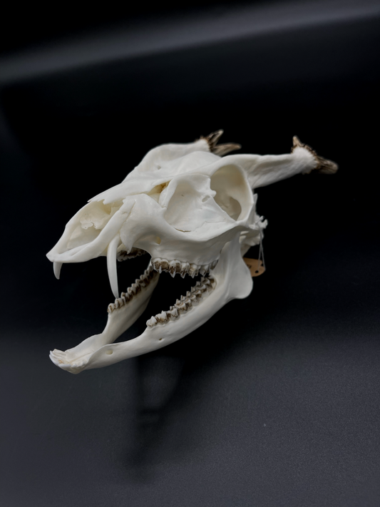 A Grade Reeves’s Muntjac Skull with Mandibles (UK)