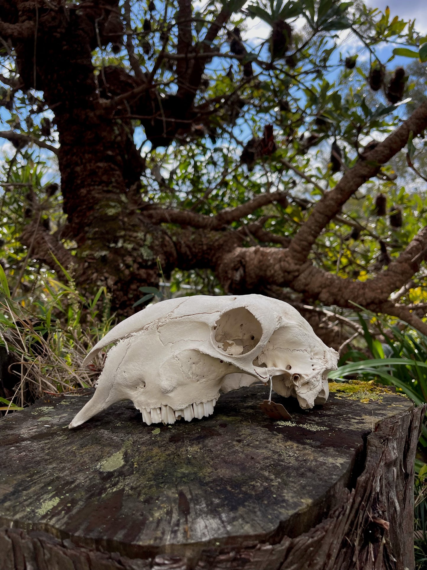 Border Leicester Stud Ram Skull #2