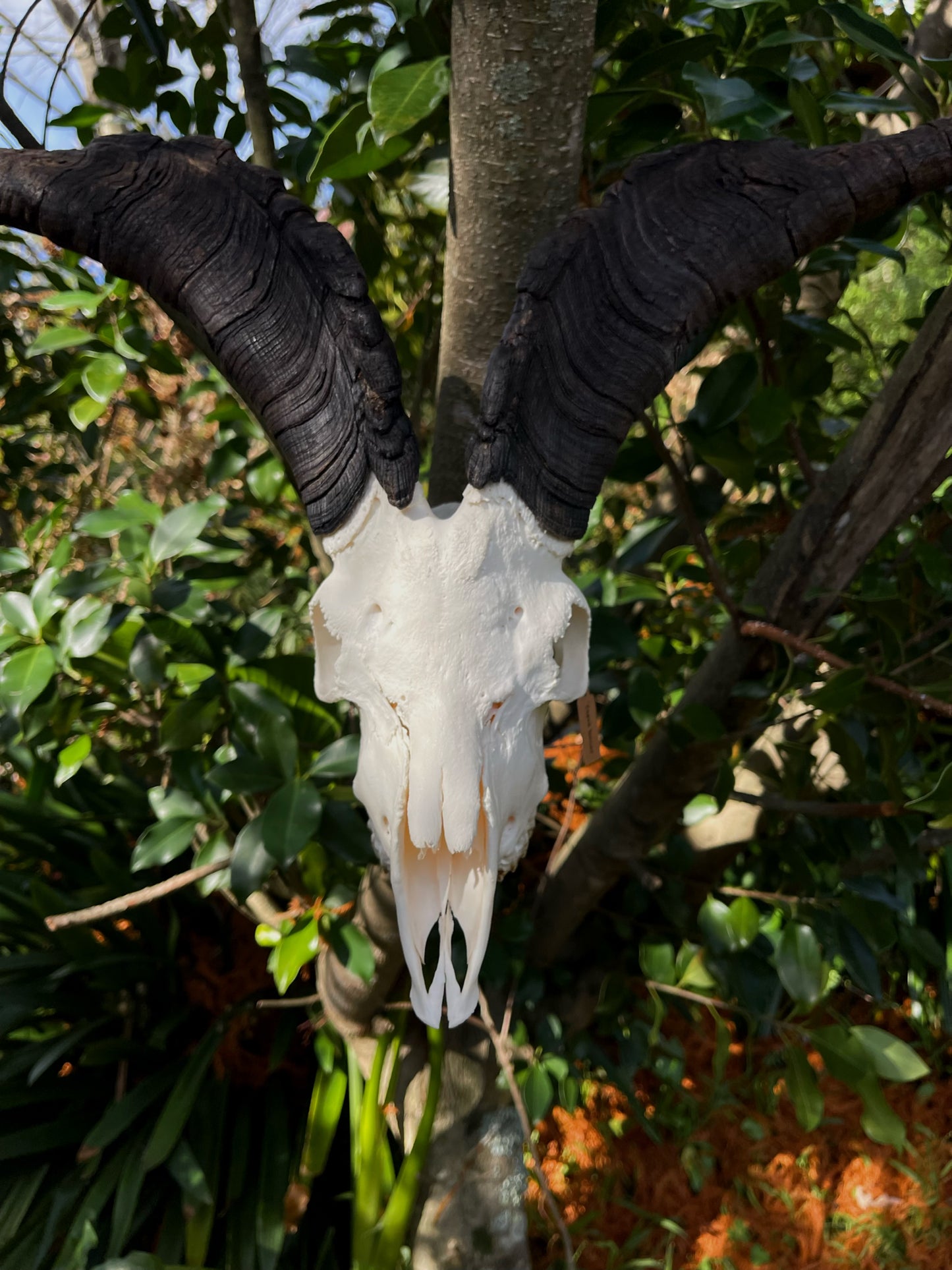 34” Billy Goat Skull/ Euro mount (MANDIBLES INCLUDED)