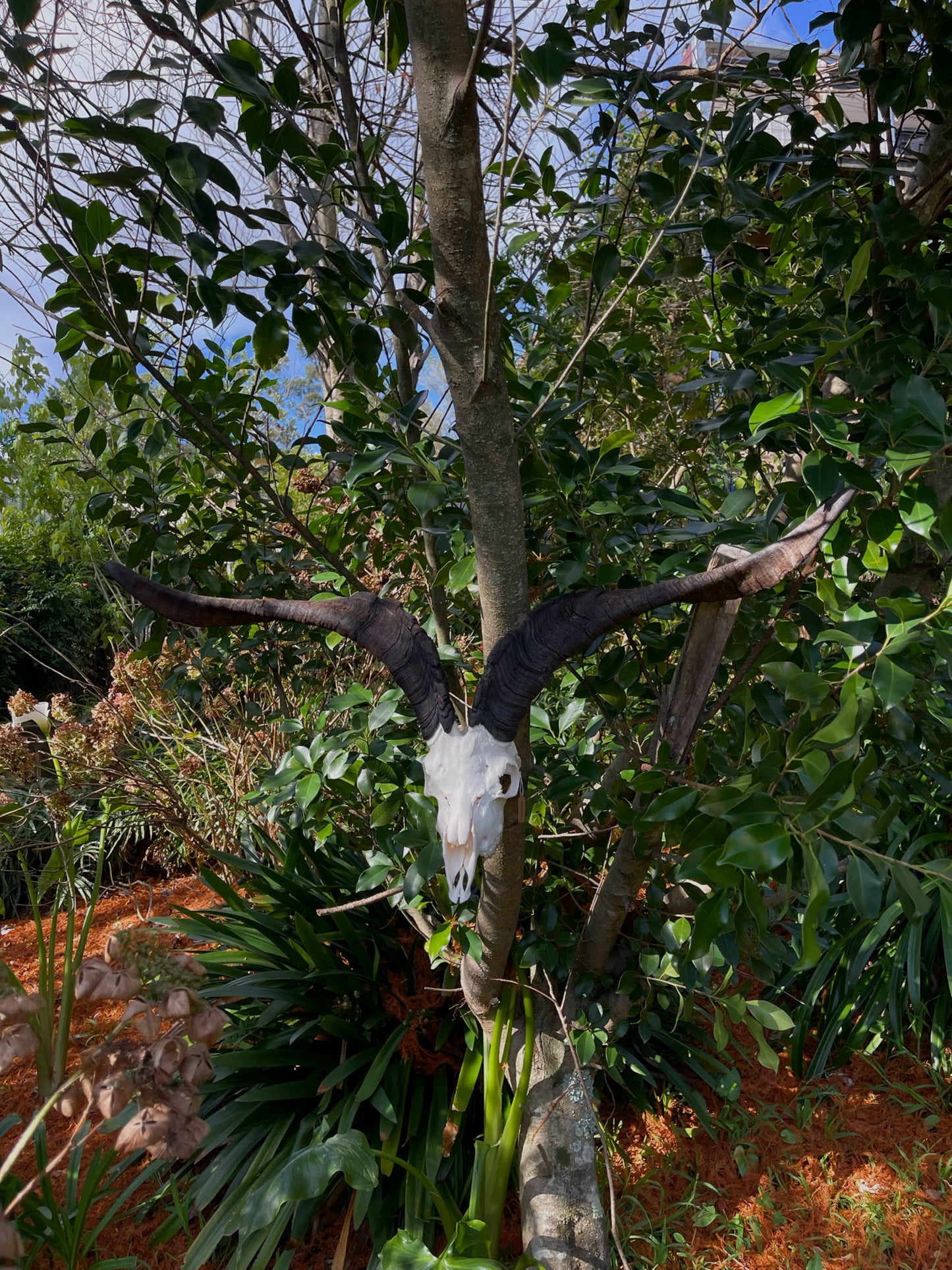 34” Billy Goat Skull/ Euro mount (MANDIBLES INCLUDED)