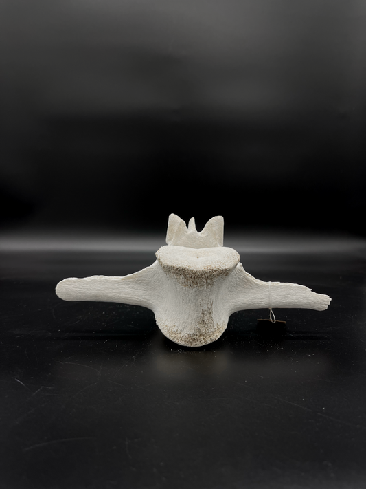 Craft Grade Camel Vertebrae #2