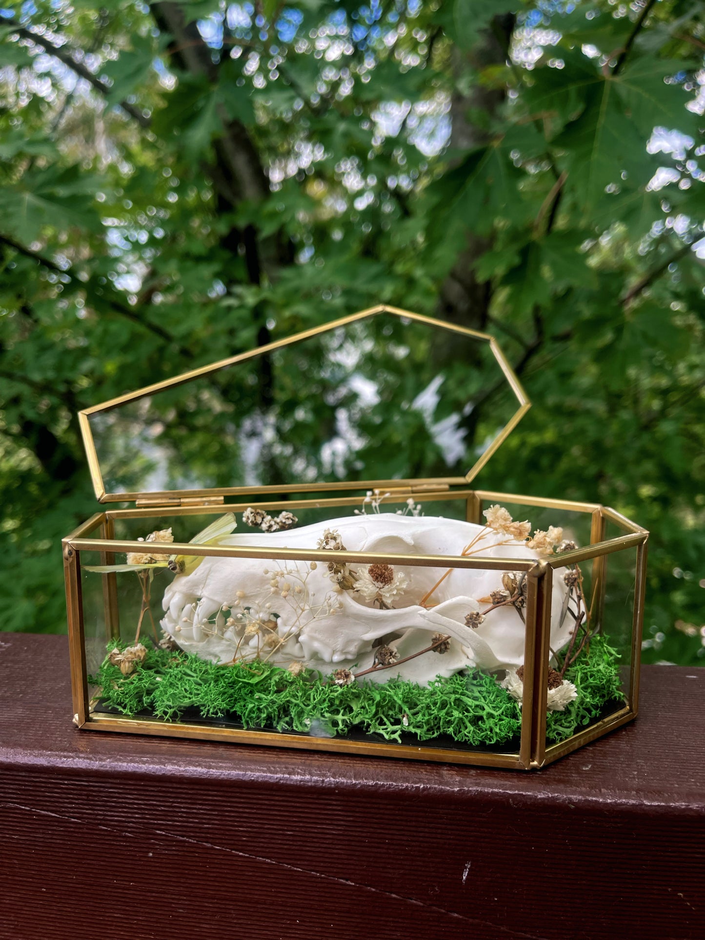 ‘Glimmers’ fox skull in glass coffin