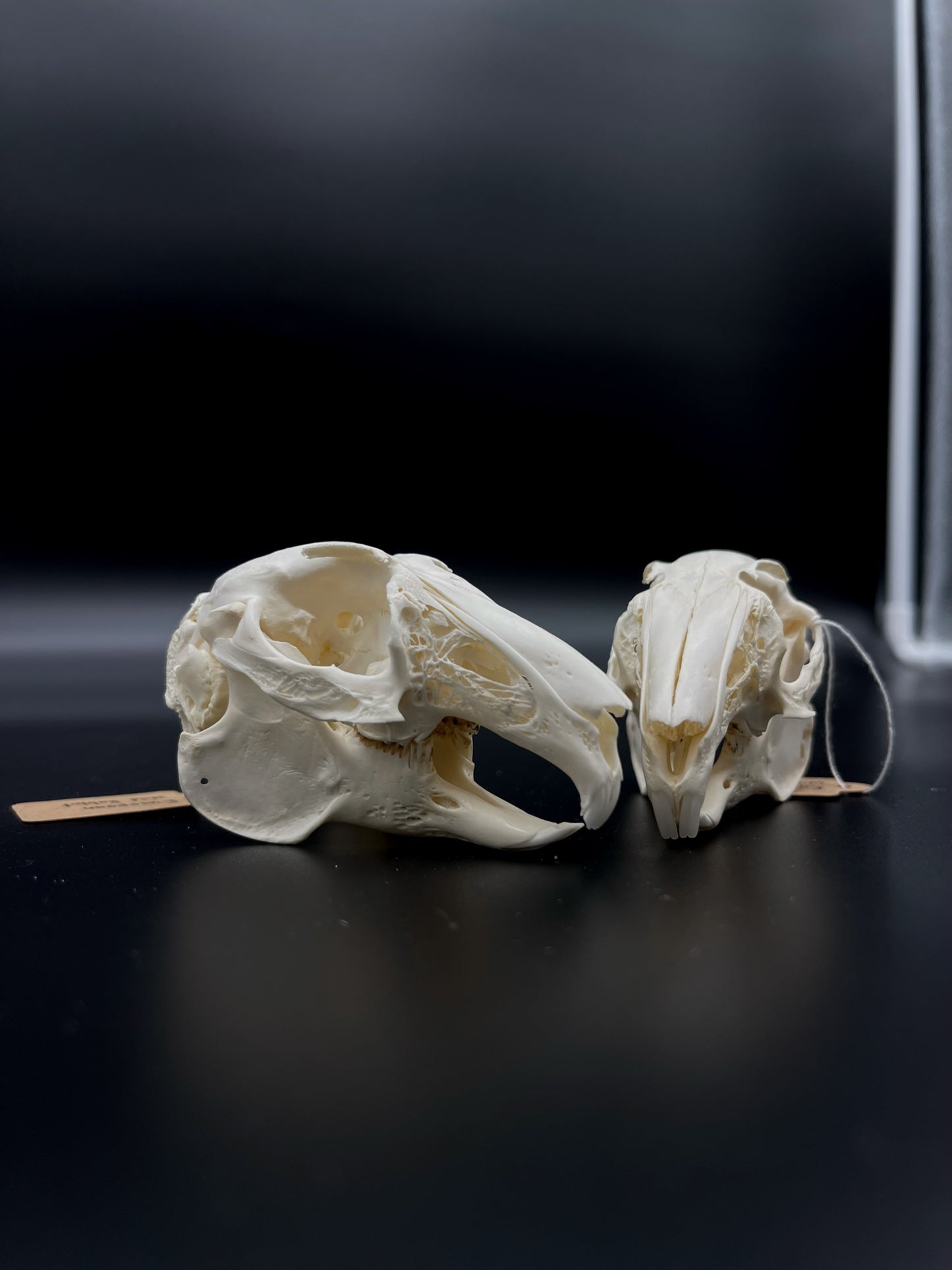 (B Grade) European Rabbit Skull