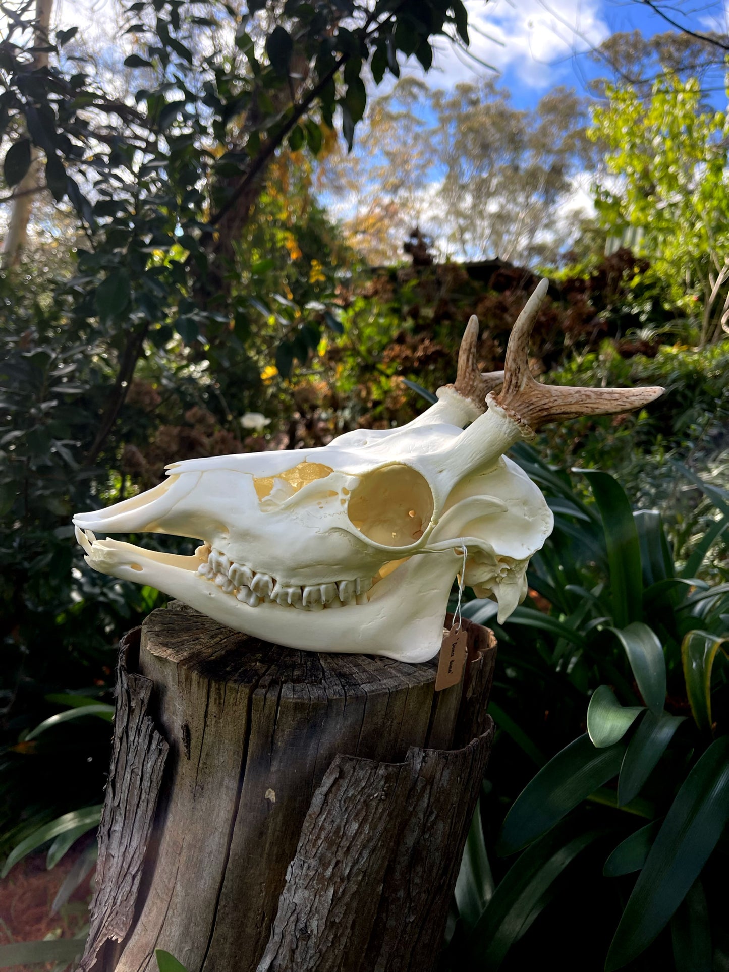 Fallow Buck Spiker