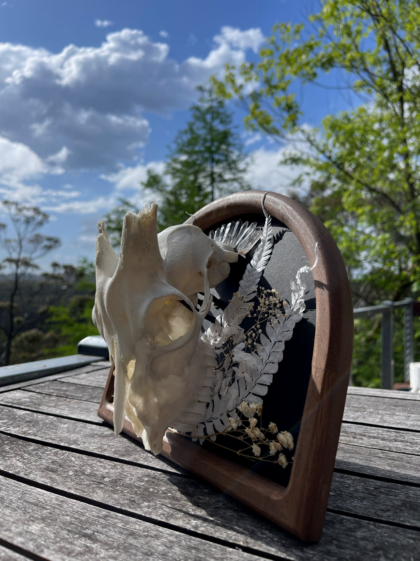 ‘Silver Lining’ Goat Skull Frame