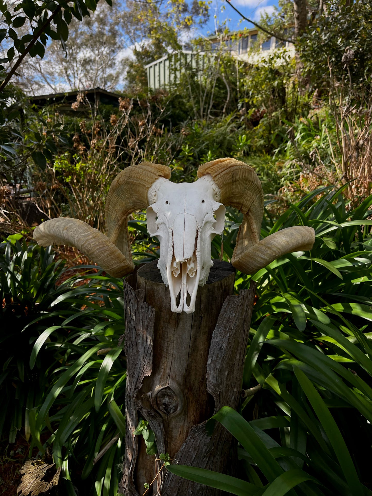 Australian Merino Ram Skull