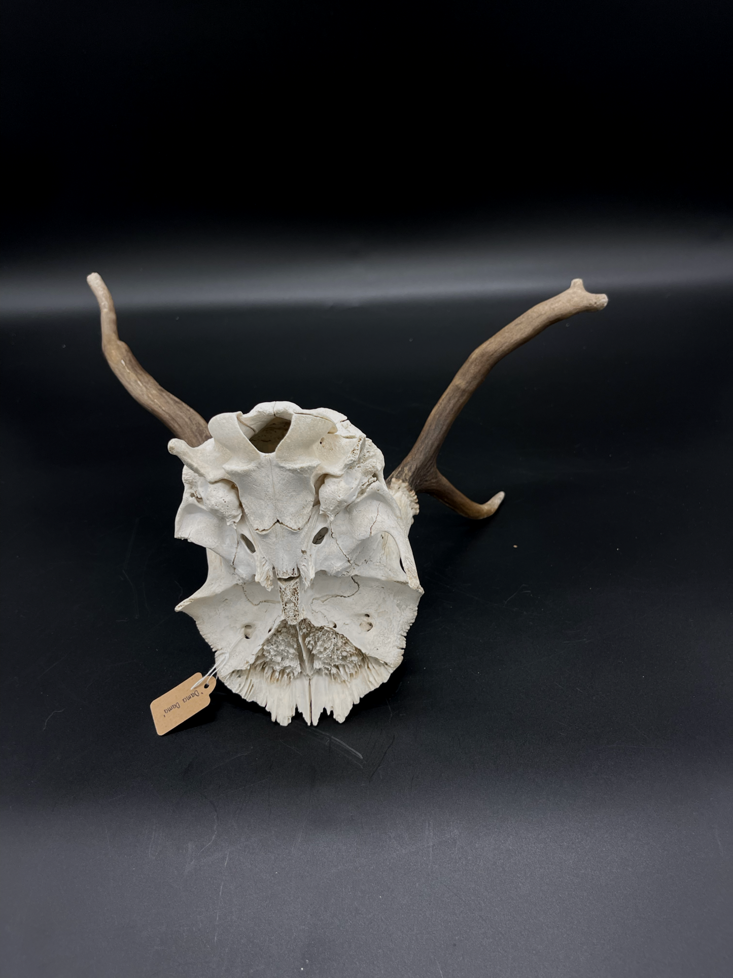B Grade Fallow Buck Skull Cap