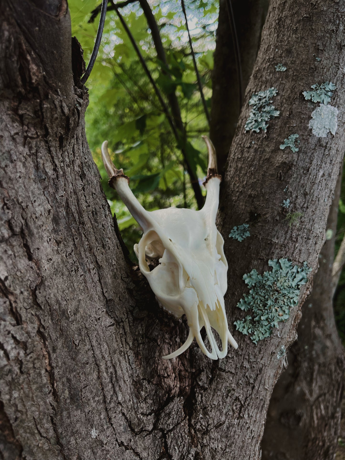 Reeves' muntjac skull (Muntiacus reevesi)