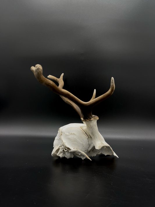 B Grade Fallow Buck Skull Cap