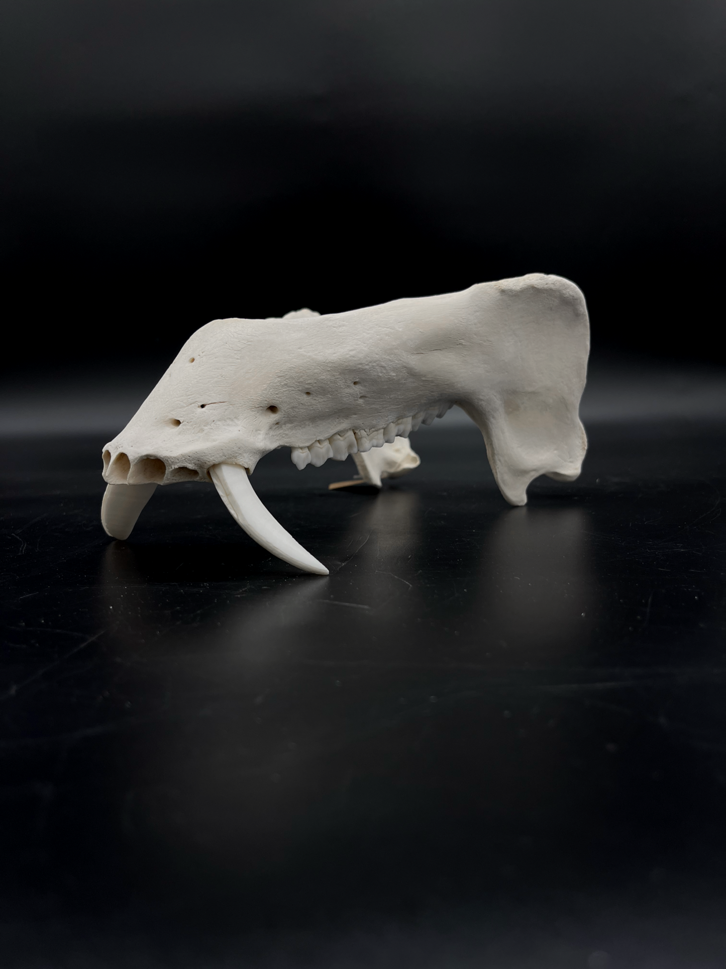 Craft Grade Wild Boar Tusks/Mandibles