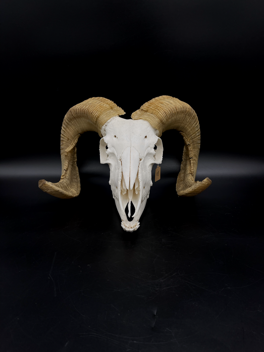 A- Grade Merino Ram Skull with Mandibles