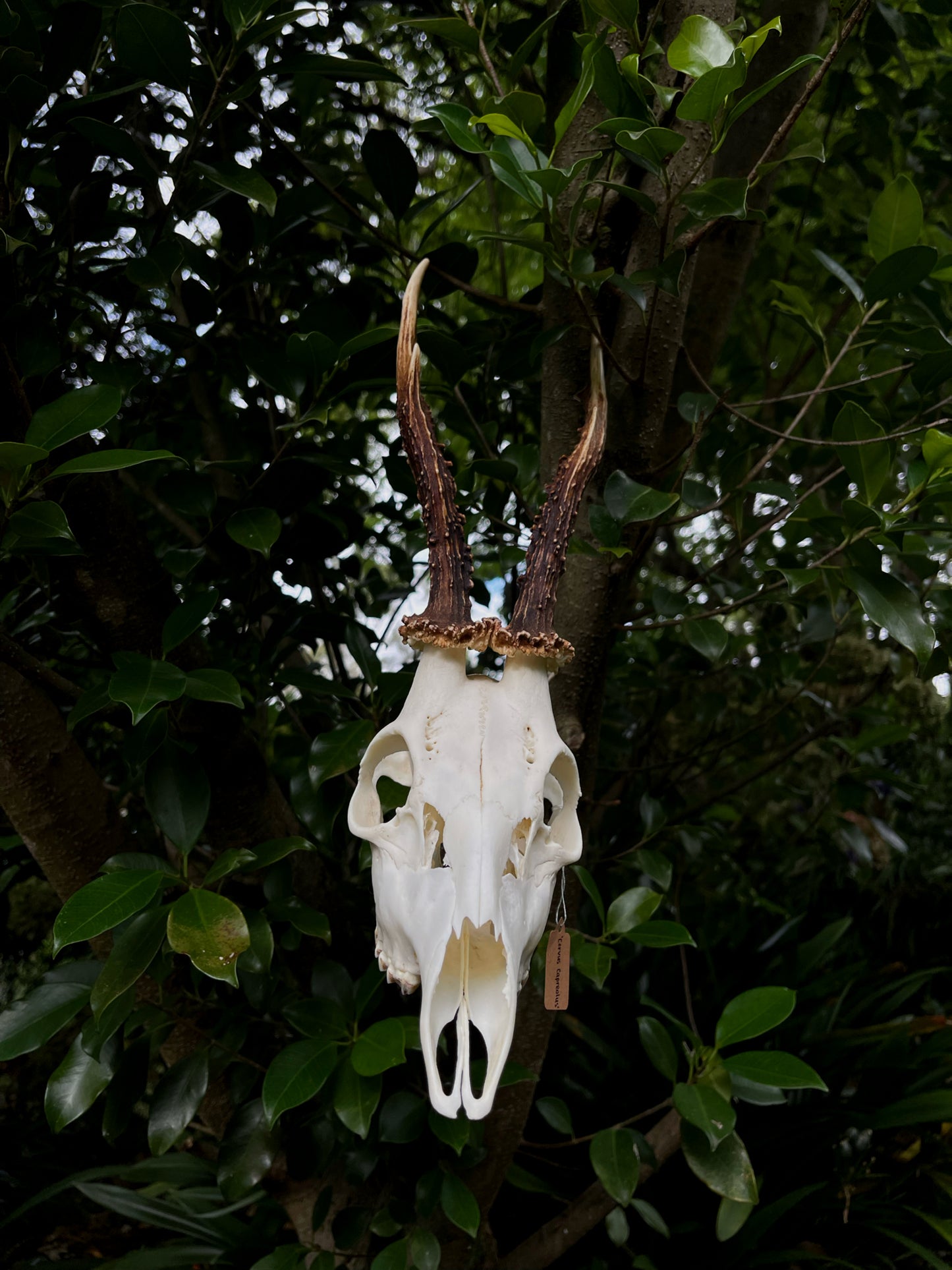 8” Roe Deer Skull (Poland)