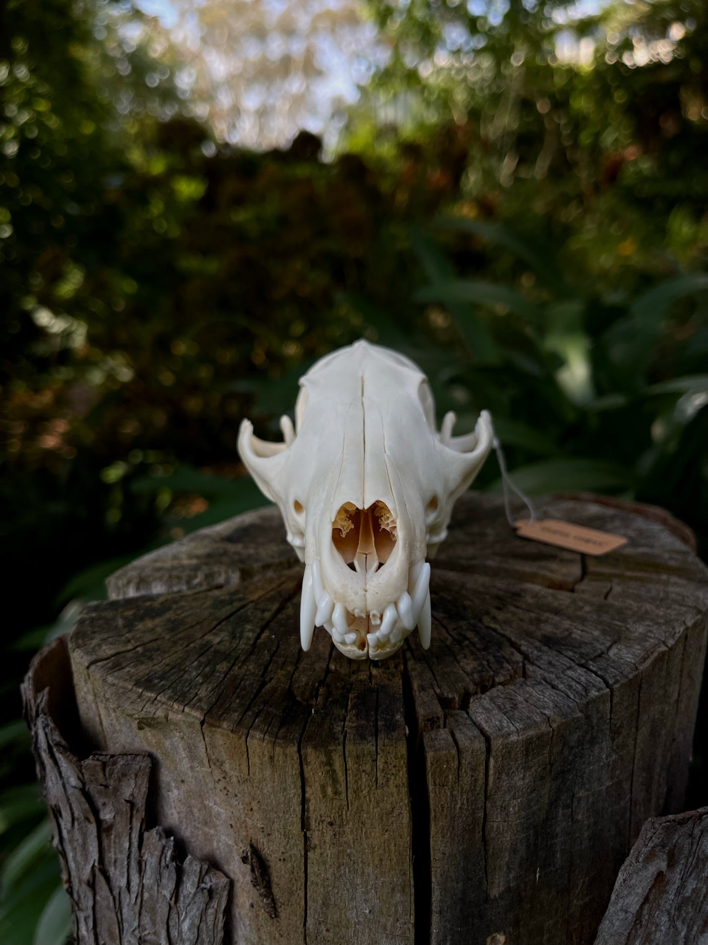 Red Fox skull (B Grade)