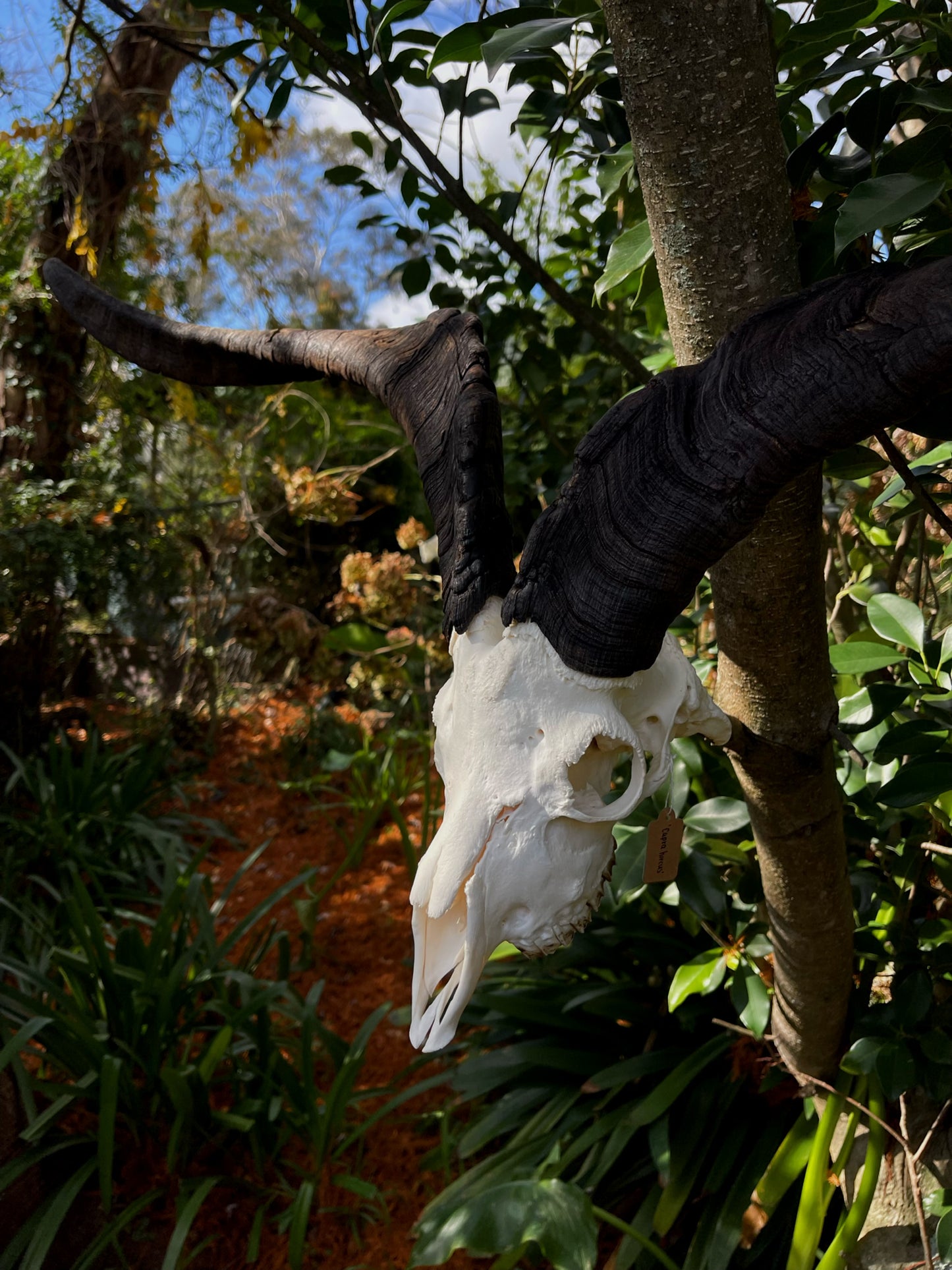 34” Billy Goat Skull/ Euro mount (MANDIBLES INCLUDED)