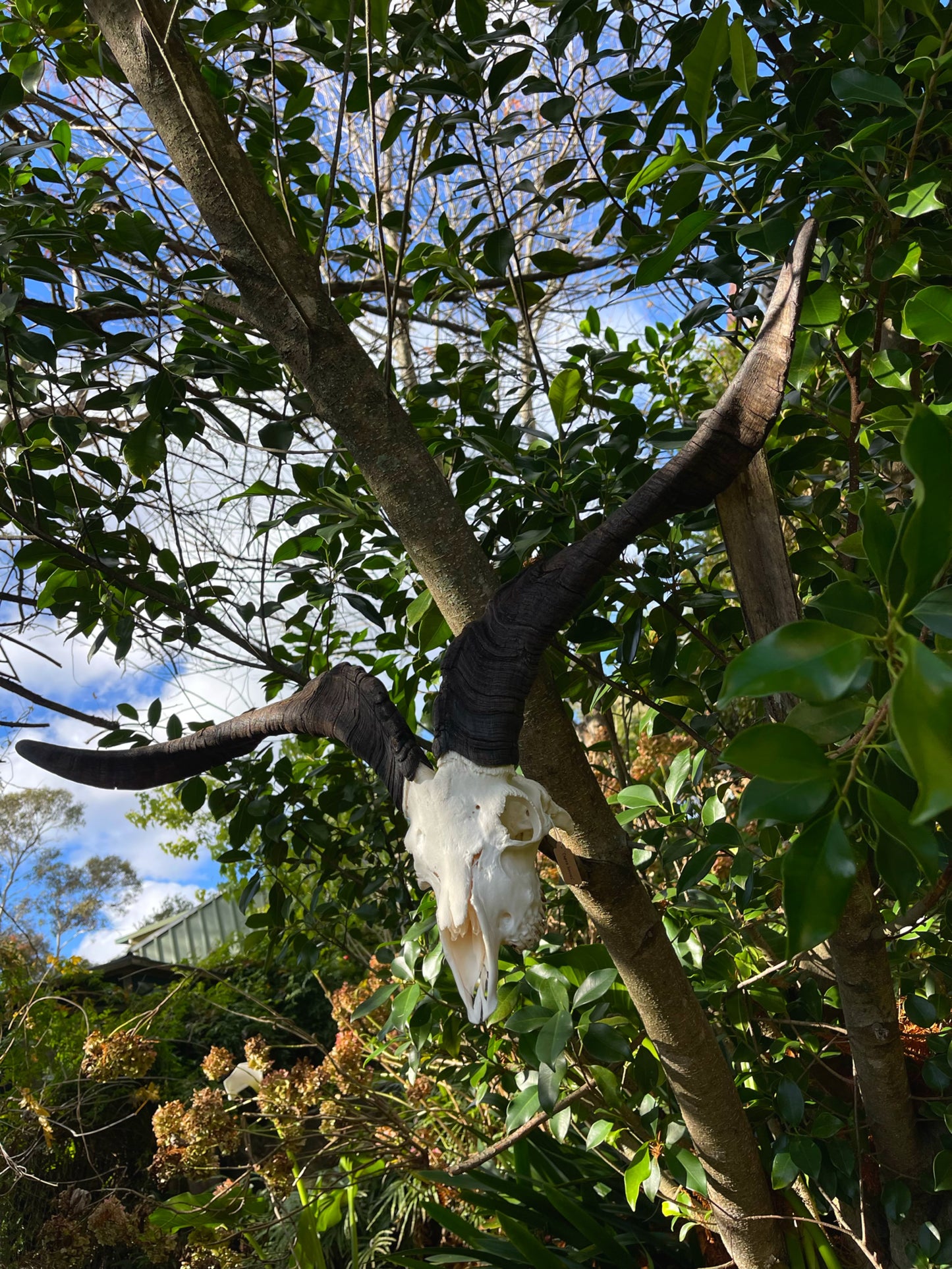34” Billy Goat Skull/ Euro mount (MANDIBLES INCLUDED)