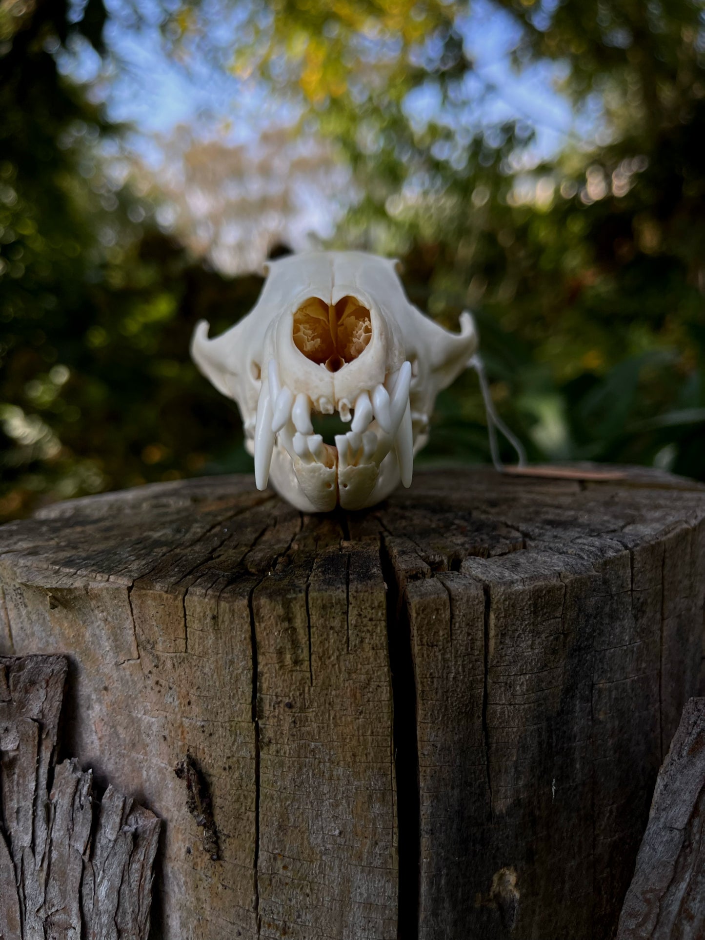 Red Fox skull (B Grade)