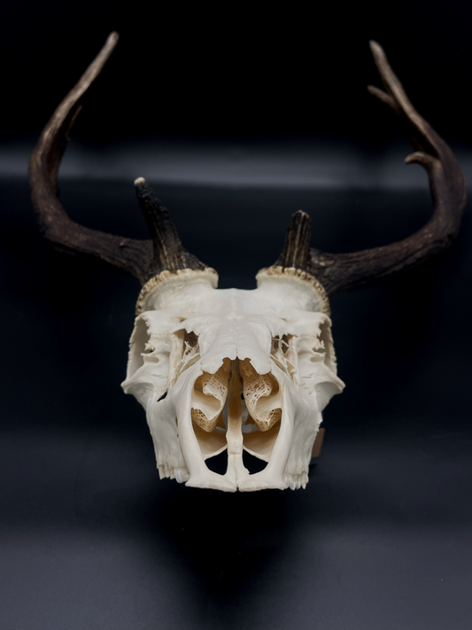 A- Grade Geriatric Fallow Buck Skull