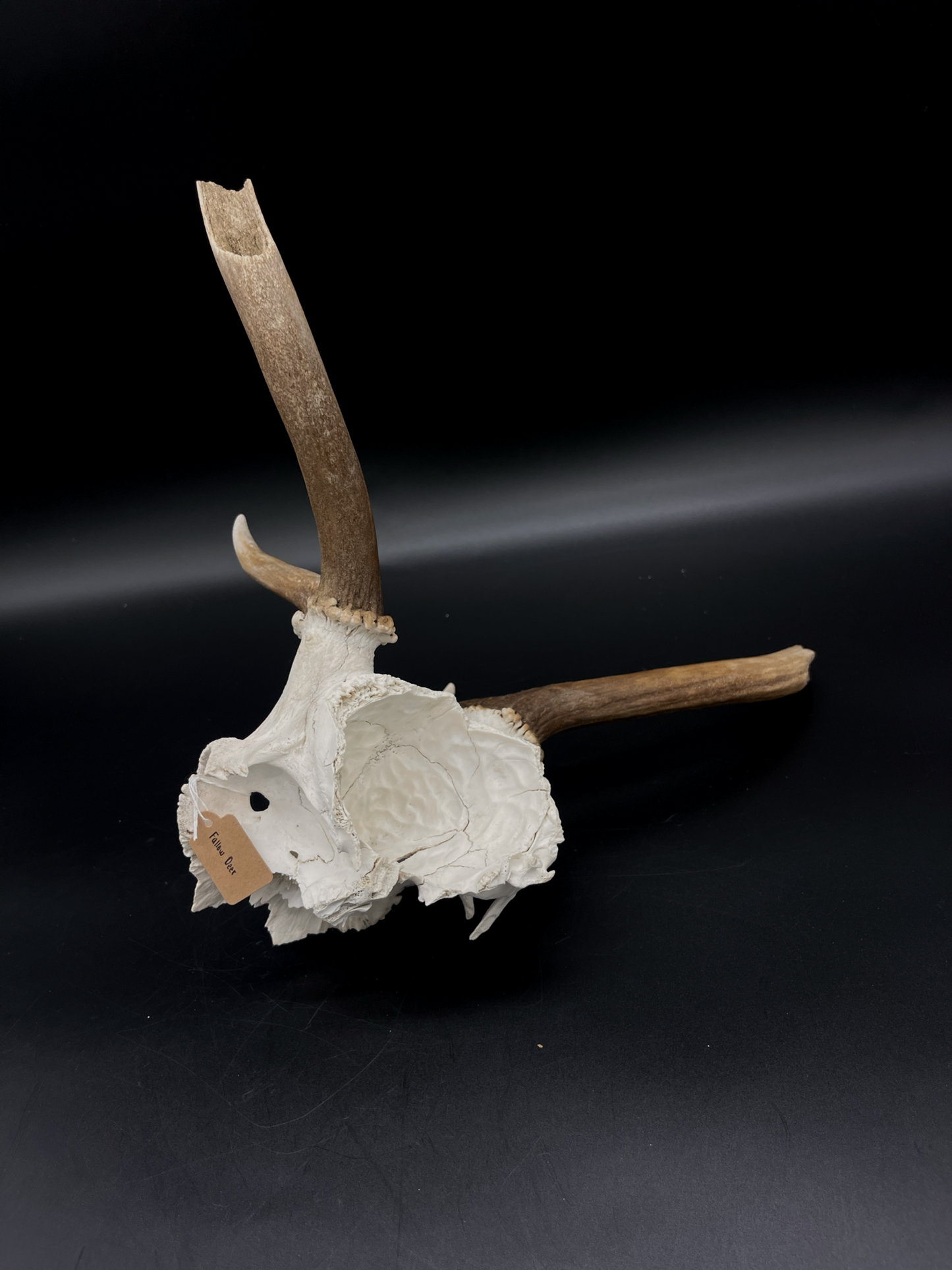 Craft Grade Fallow Buck Skull Cap