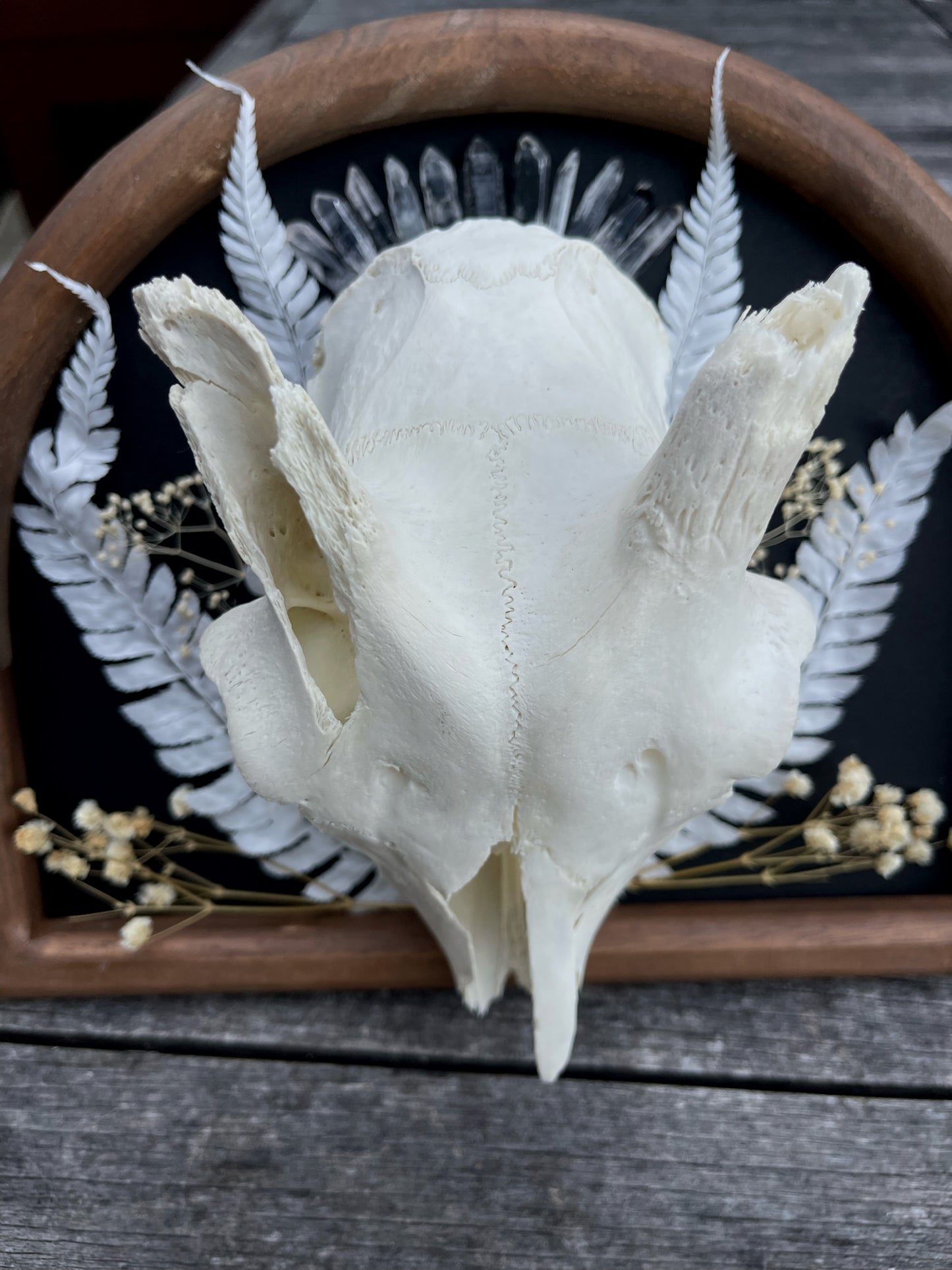 ‘Silver Lining’ Goat Skull Frame