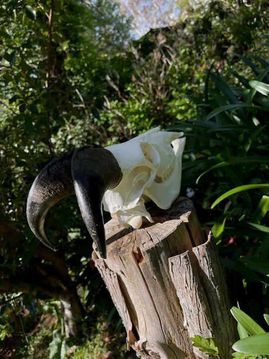 Himalayan Tahr Bull Skull (NZ)
