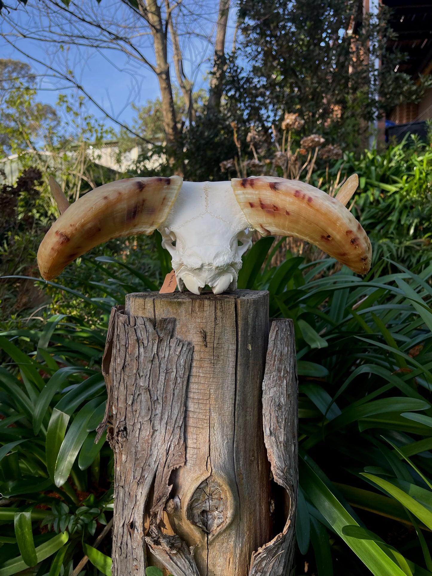 A+ Grade Juvenile Dorset Horned Ram