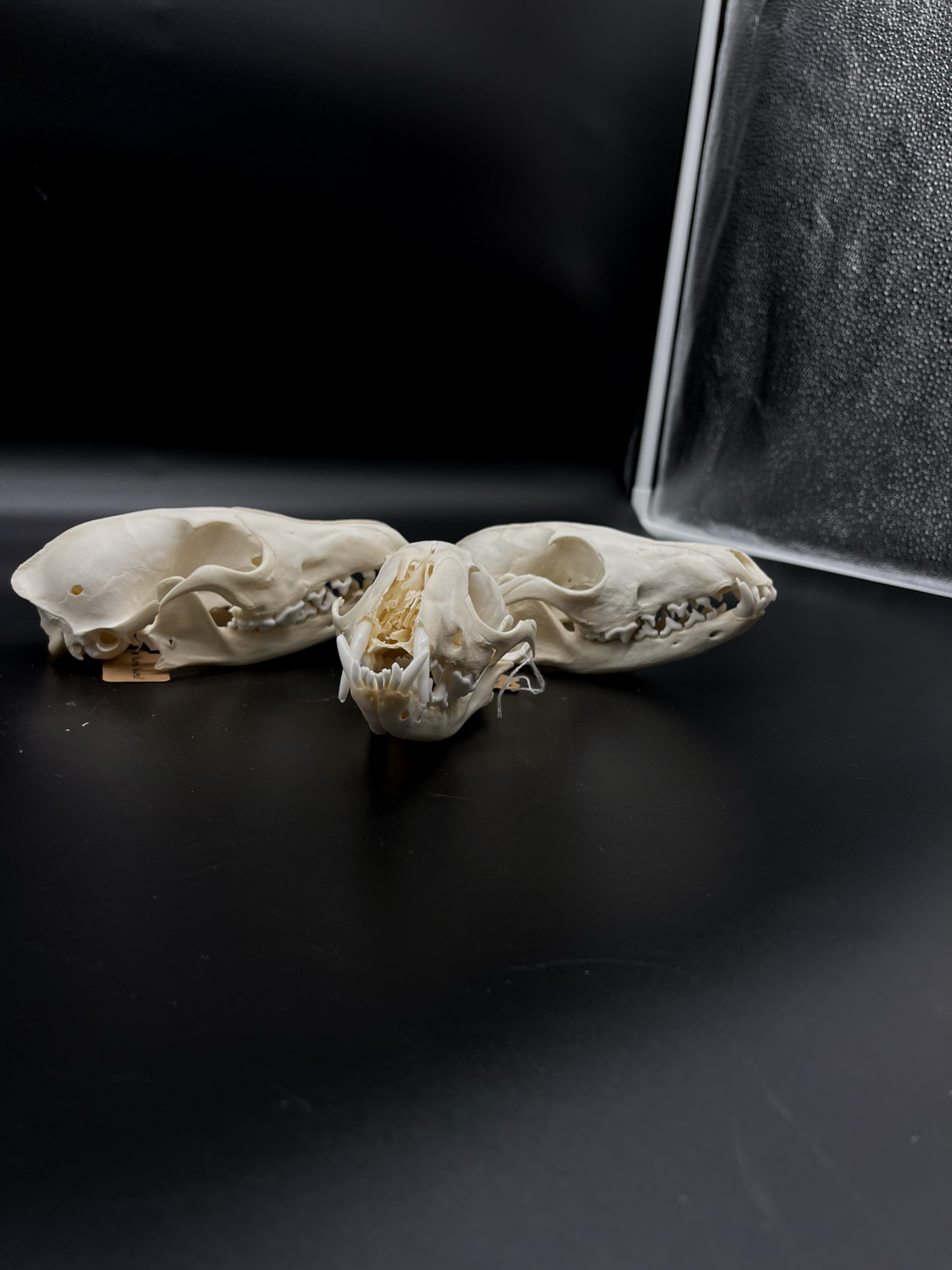 Craft Grade Red Fox Skull